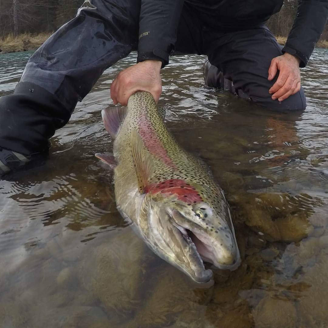 Big Rainbow Trout | Catching Big Trout in Alaska